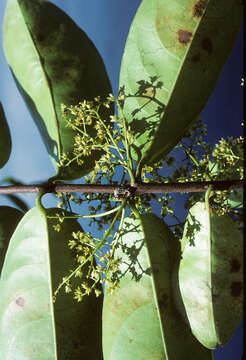 Слика од Salacia impressifolia (Miers) A. C. Sm.