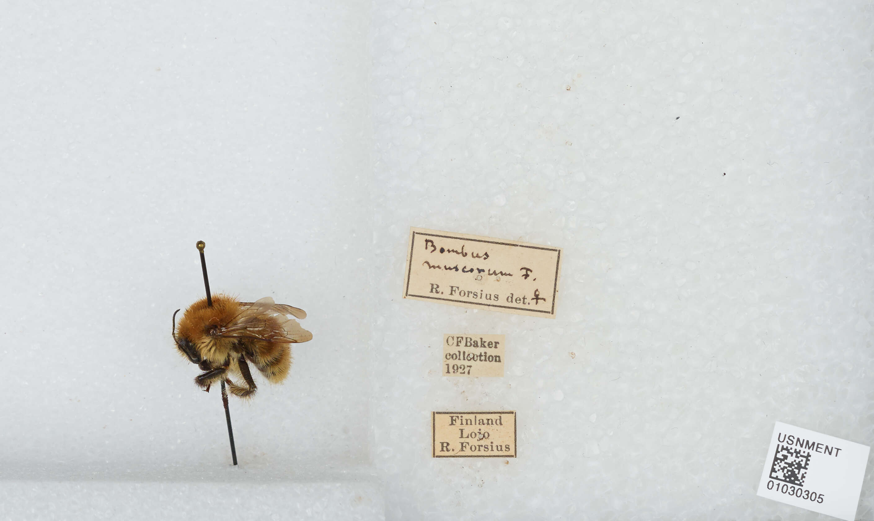 Image of Bombus muscorum (Linnaeus 1758)