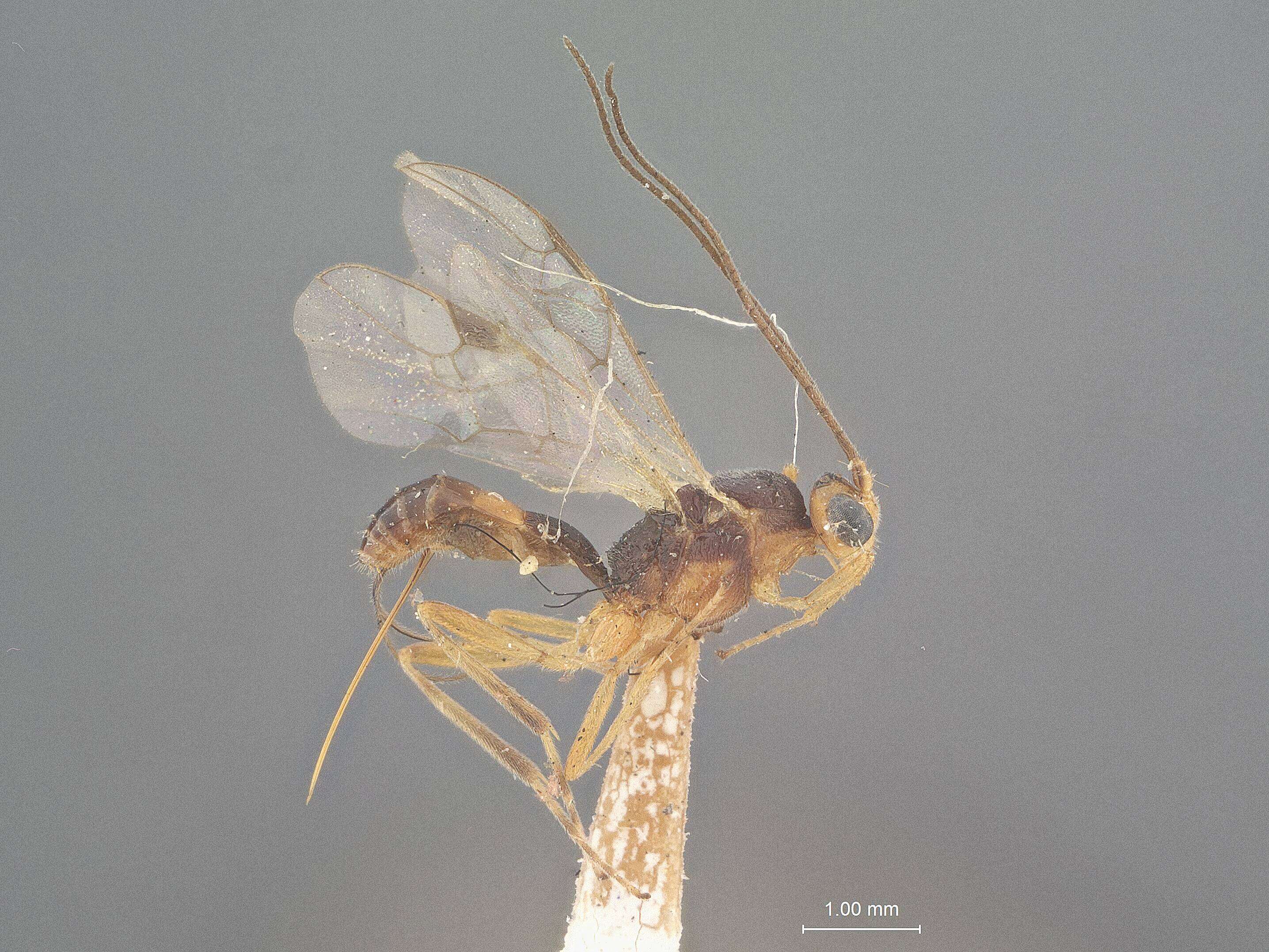 Image of Meteorus trachynotus Viereck 1912