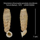 Imagem de Tetrentodon gravidulus chorrillensis C. de la Torre & Bartsch 1972