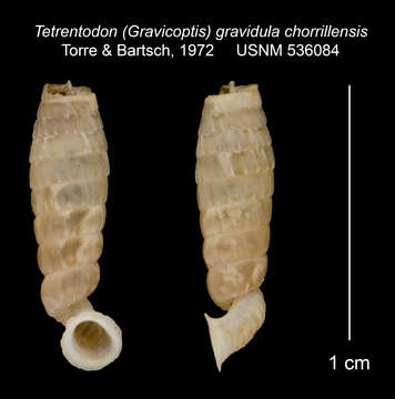 Imagem de Tetrentodon gravidulus chorrillensis C. de la Torre & Bartsch 1972