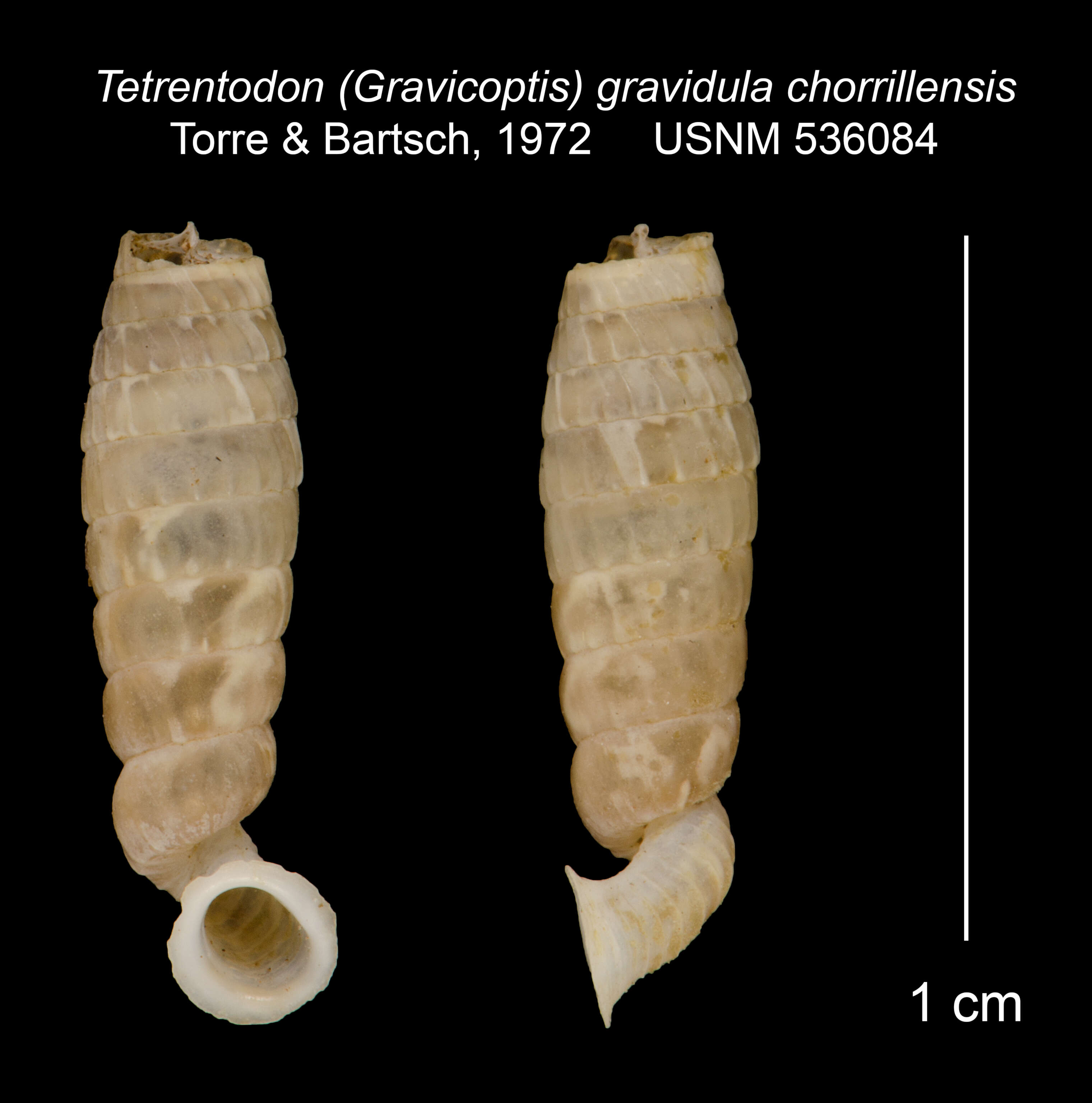 Image of Tetrentodon gravidulus chorrillensis C. de la Torre & Bartsch 1972
