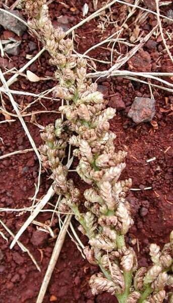 Image of slender amaranth