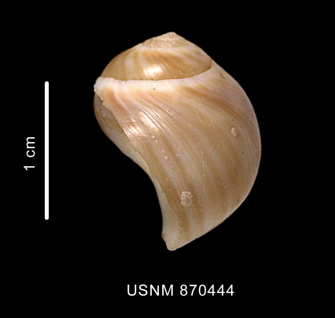 Image of Euspira strebeli (Dall 1908)