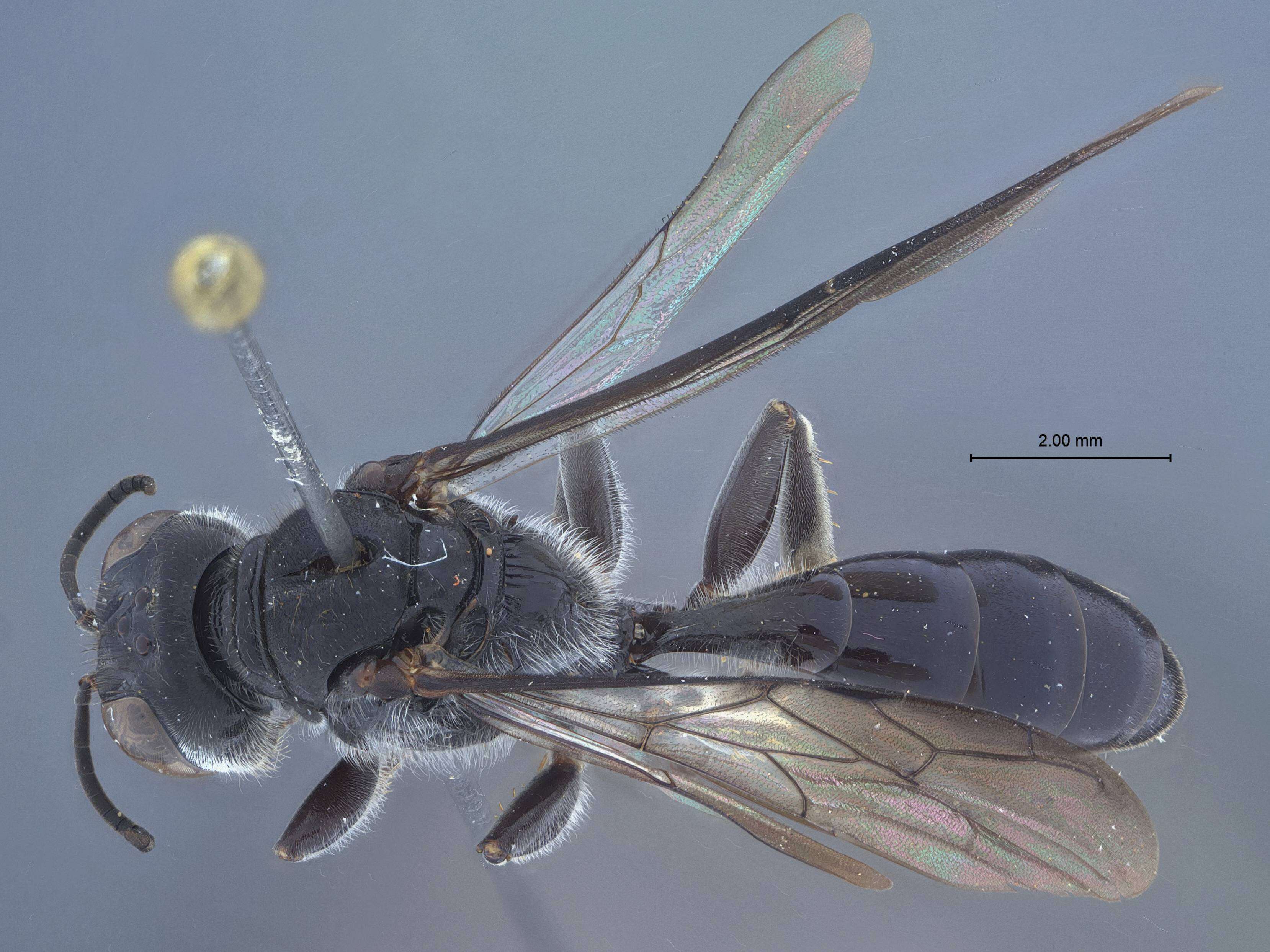 Image of Crossocerus surusumi Tsuneki 1971