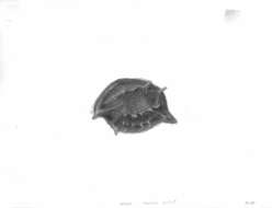 Image of Sarsiella Norman 1869