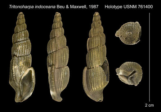 Image of Tritonoharpa indoceana Beu & P. A. Maxwell 1987