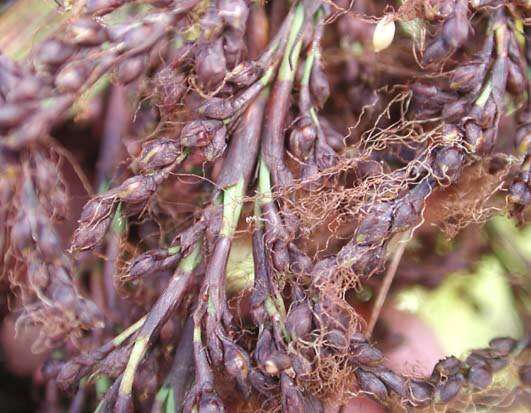 Image of Kauai sawsedge