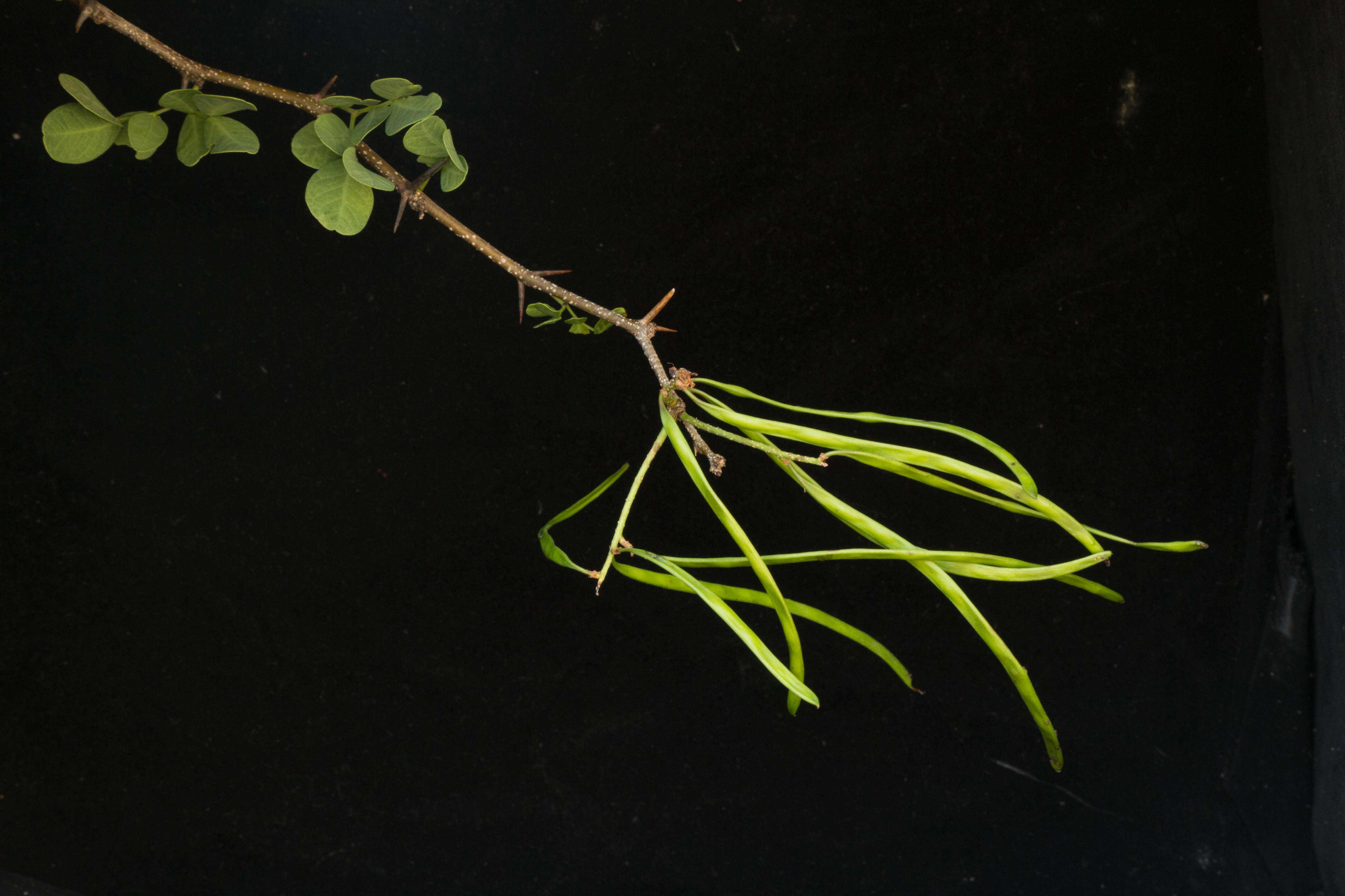 Image of Vachellia pringlei (Rose) Seigler & Ebinger