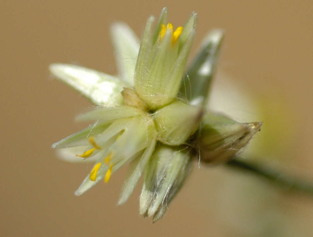 Image of Gomphrena holosericea (Moq.) Moq.