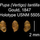 Image of Nesopupa tantilla (Gould 1847)