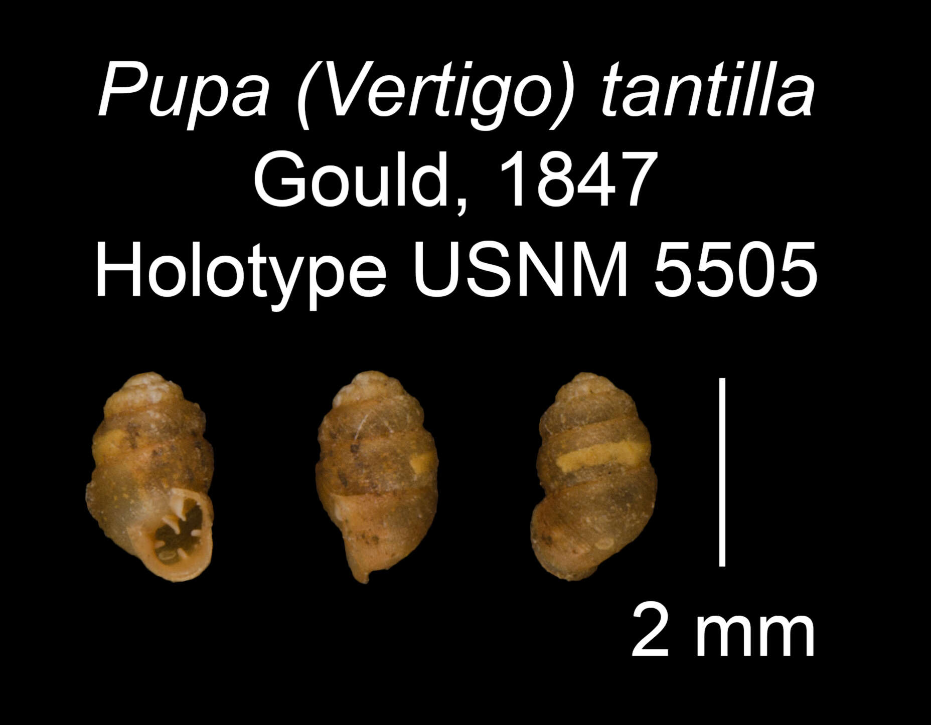 Image of Nesopupa tantilla (Gould 1847)