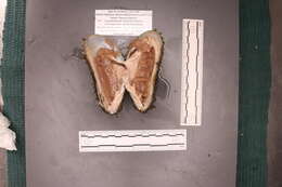 Image of Bathymodiolus childressi Gustafson, R. D. Turner, Lutz & Vrijenhoek 1998