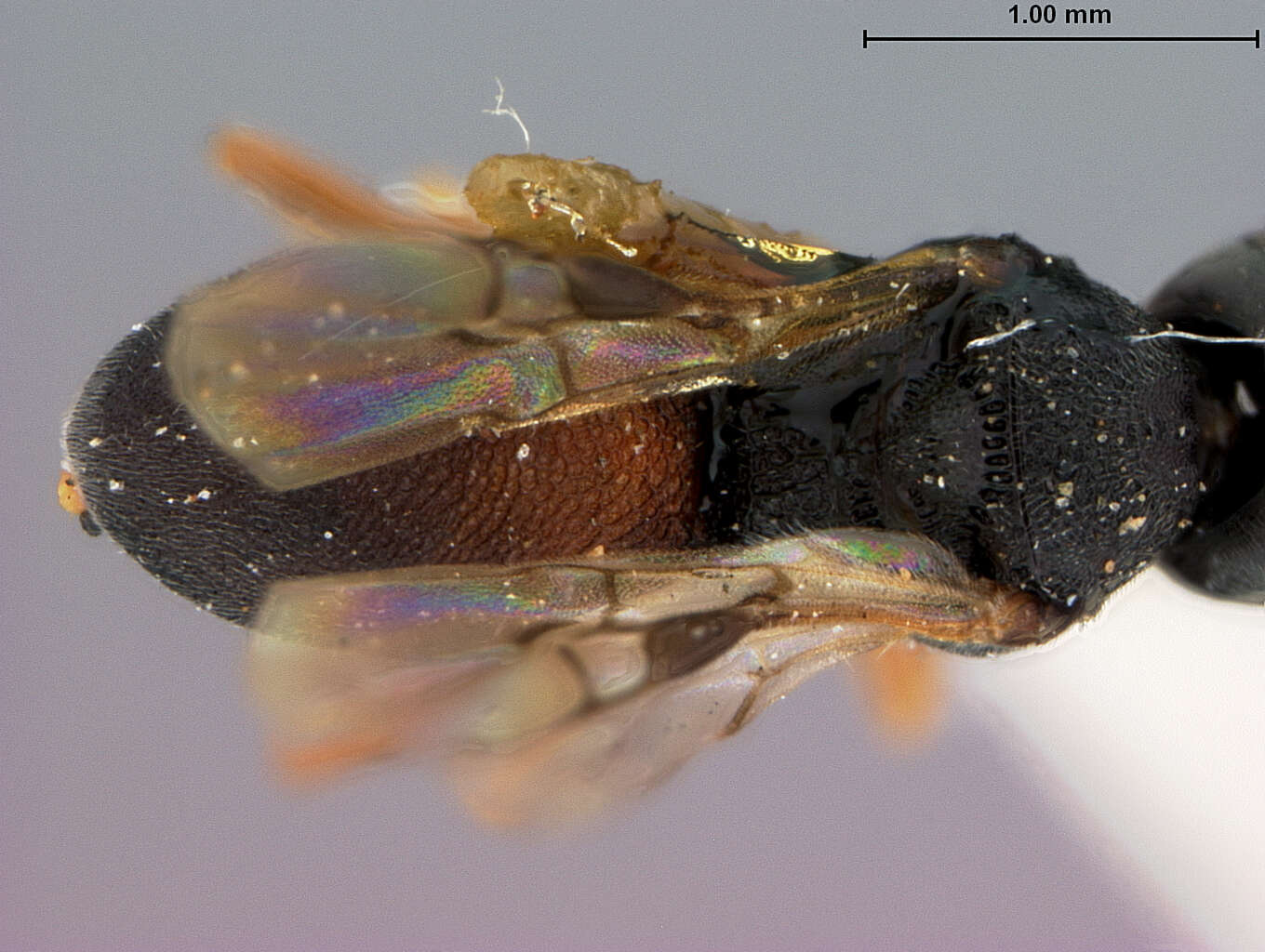 Image of Chelonus dolicocephalus McComb 1968