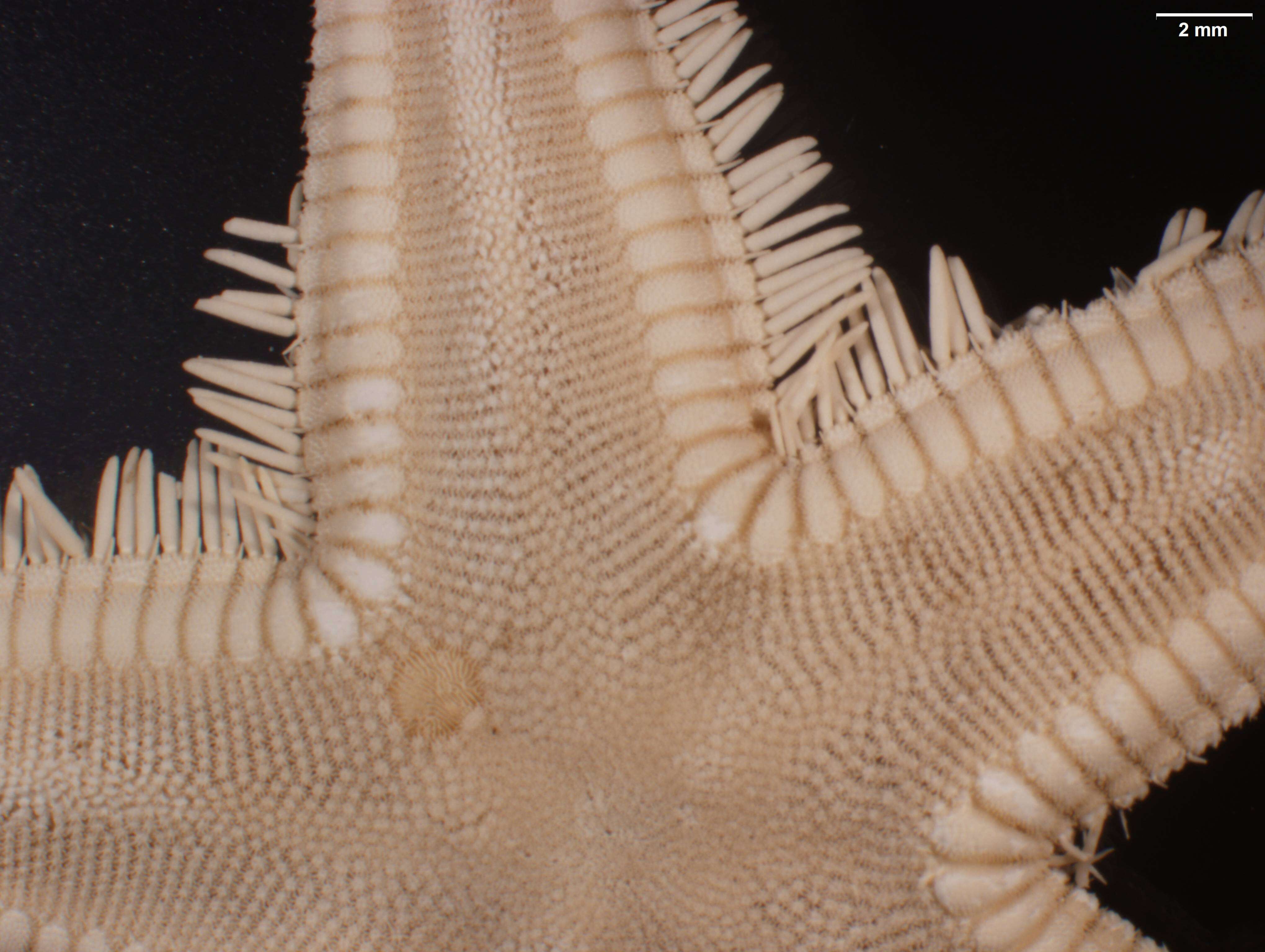 Image of Astropecten marginatus Gray 1840