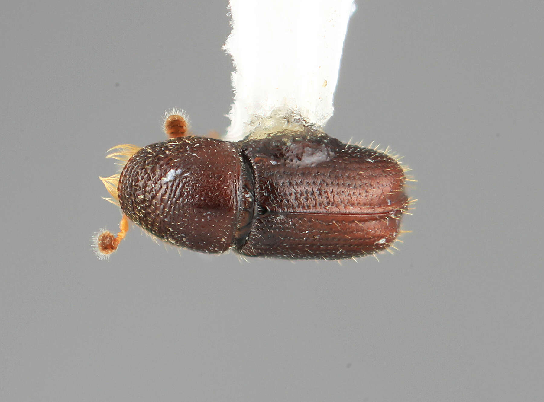 Image of Pityophthorus reticulatus Wood 2007