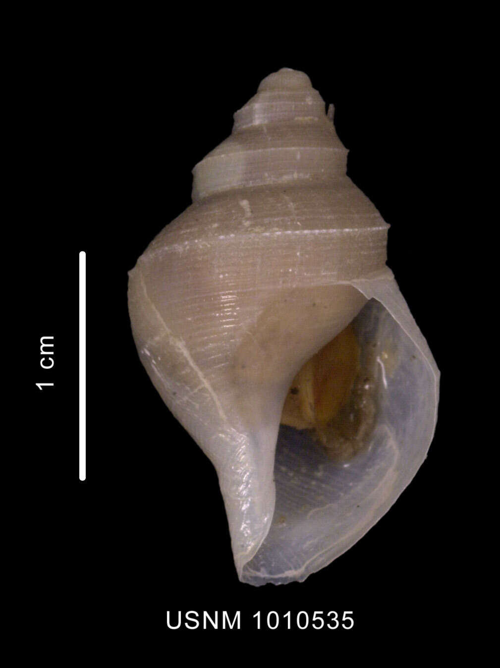 Image of Lusitromina abyssorum (Lus 1993)