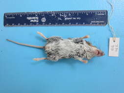 Image of White-footed Deermouse