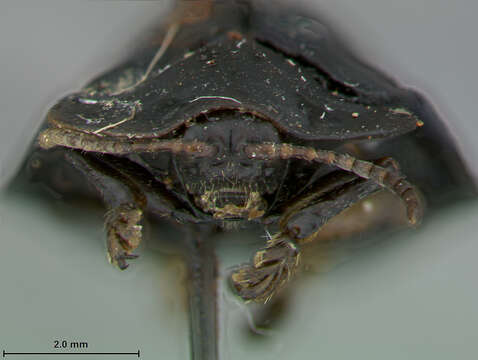 Imagem de Stoiba nigricans Zayas 1939