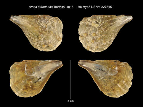 Слика од Atrina squamifera (G. B. Sowerby I 1835)