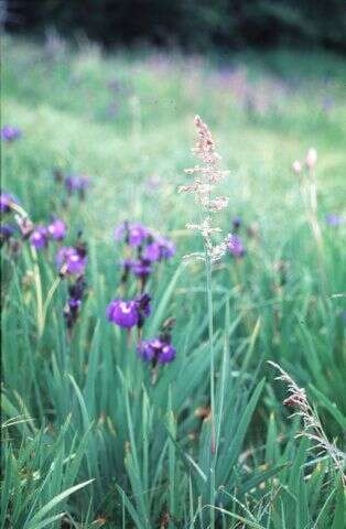 Image of Large-Flower Blue Grass