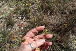 Image of Plukenet's flatsedge