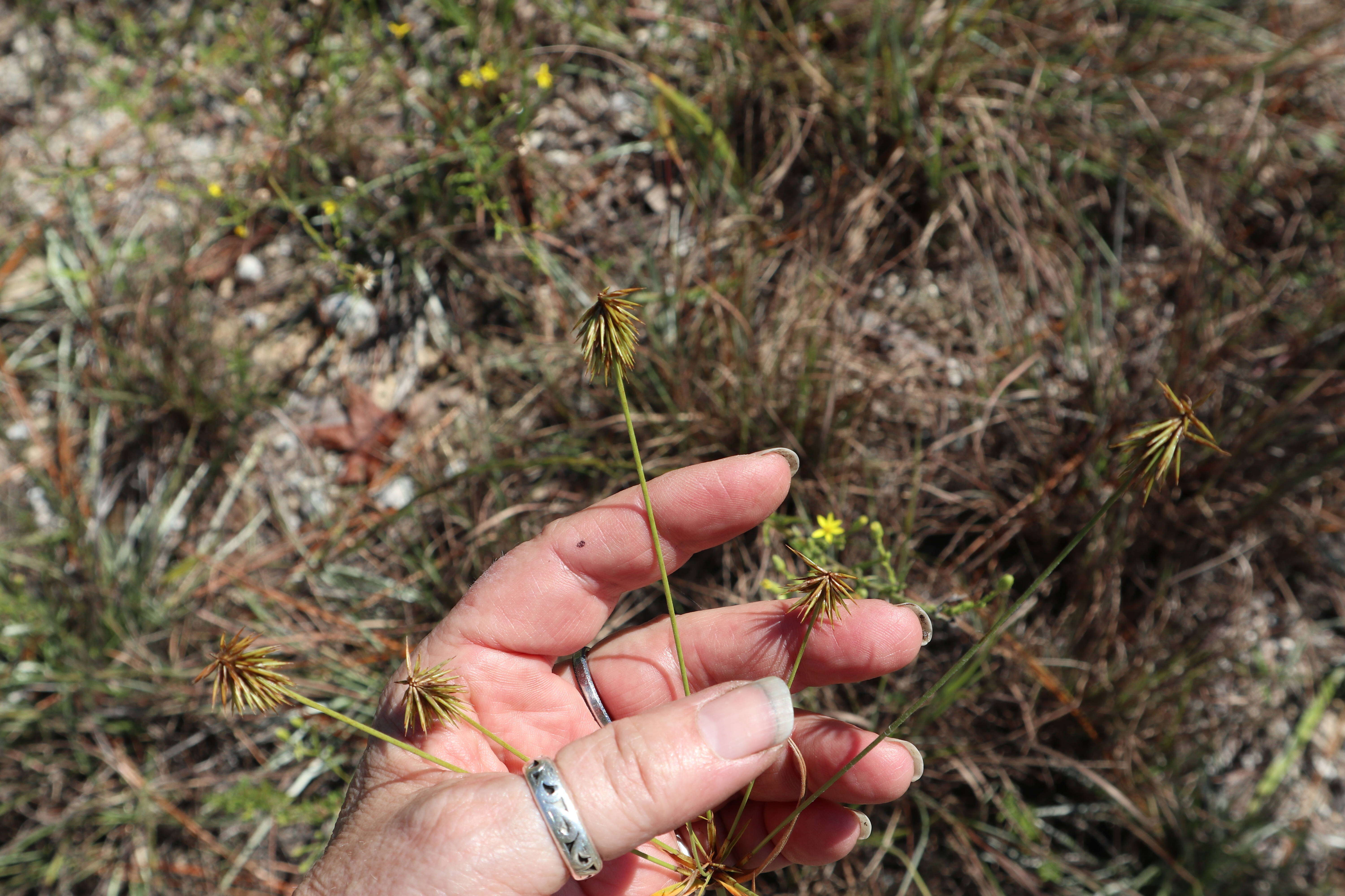 Imagem de Cyperus plukenetii Fernald