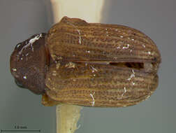 صورة Colaspis suilla Fabricius 1801