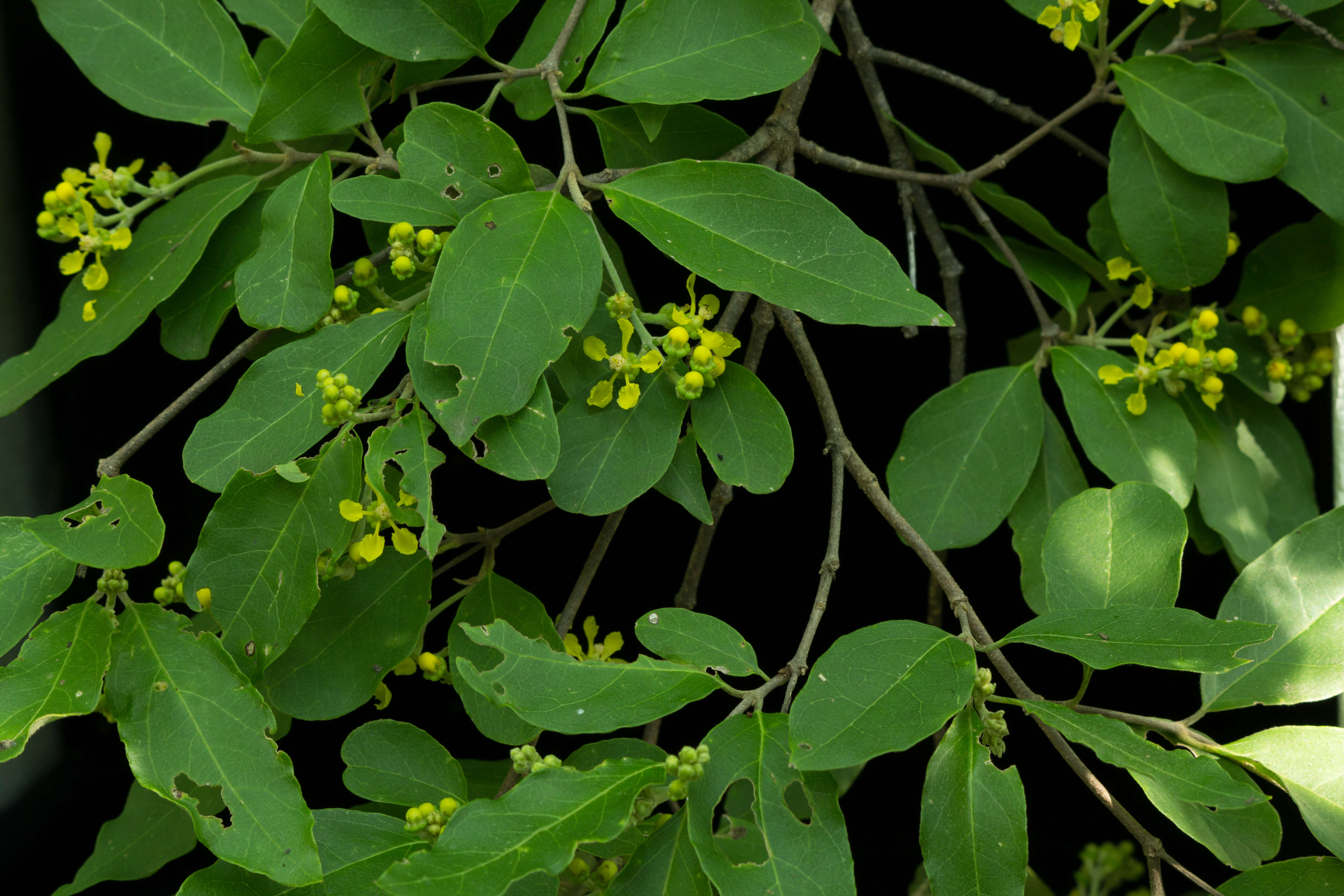 Image of Bunchosia strigosa Schltdl.