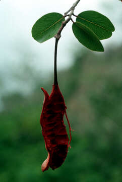 Image of broadleaf caper