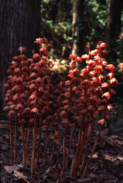 Image of Striped coralroot