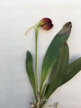 Image of Masdevallia amplexa Luer