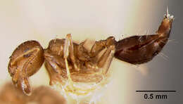 Image de Crematogaster curvispinosa panamana Wheeler 1942