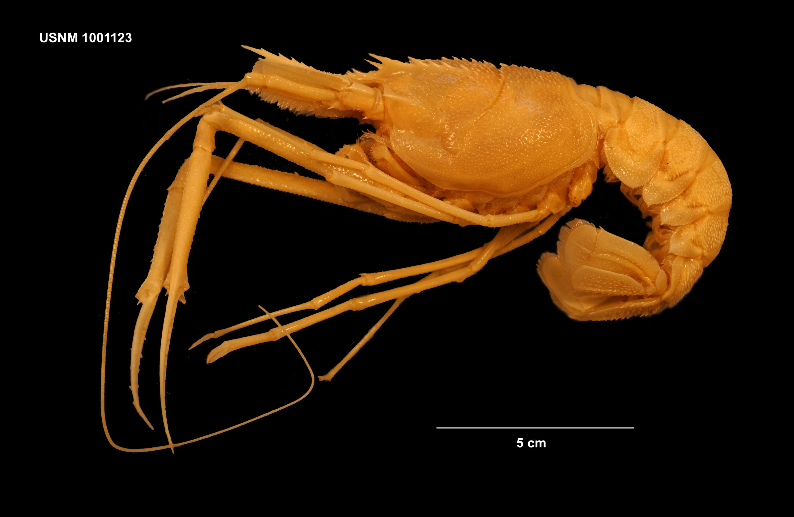 Plancia ëd Neophoberinae Glaessner 1969