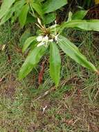 Image of cream garland-lily