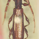 Image of Neocompsa lineolata (Bates 1870)