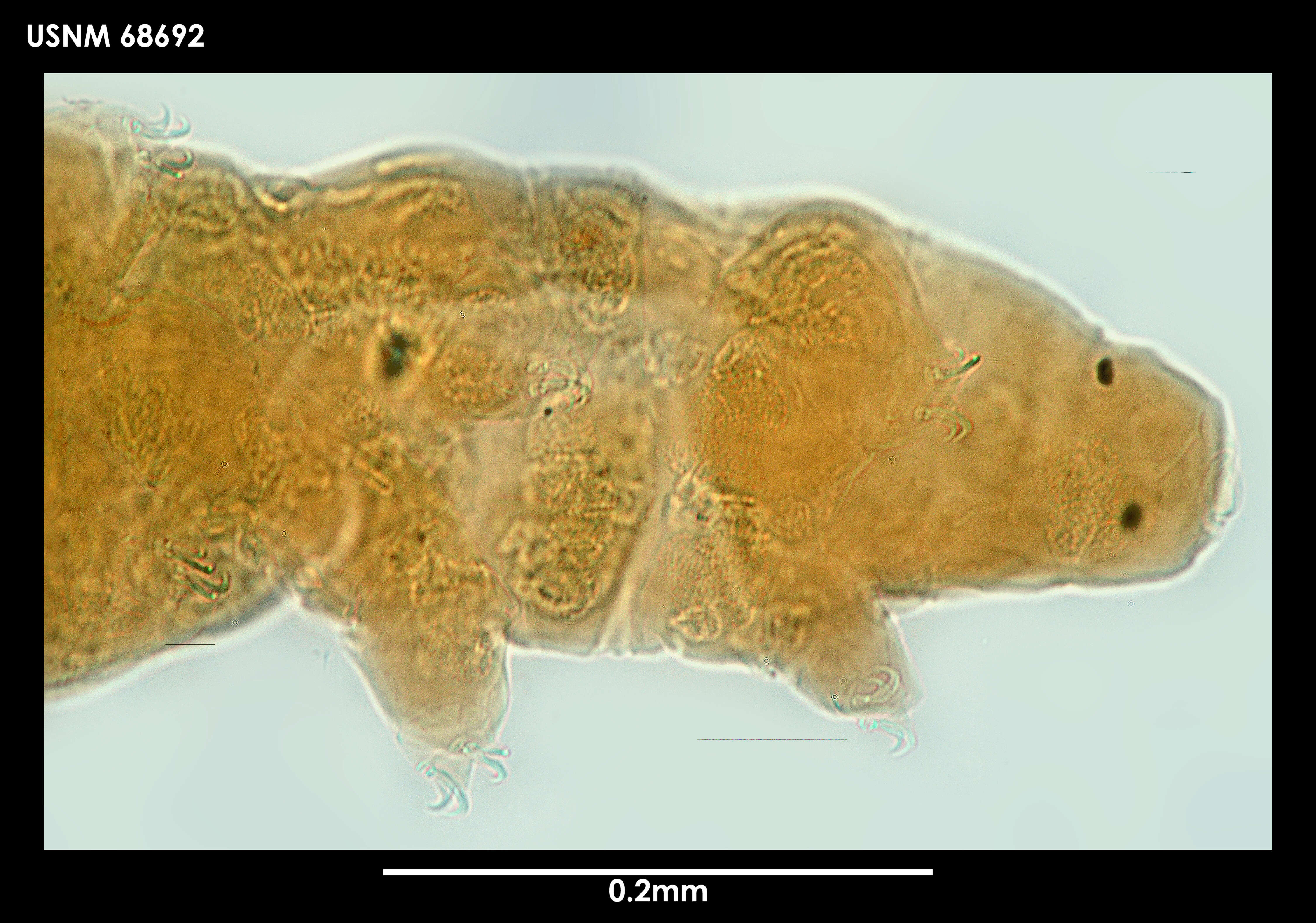 Image of Minibiotus weinerorum (Dastych 1984)
