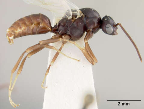 Image of Slave-making ant