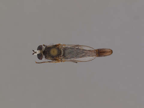 Image of Apiocera painteri Cazier 1963