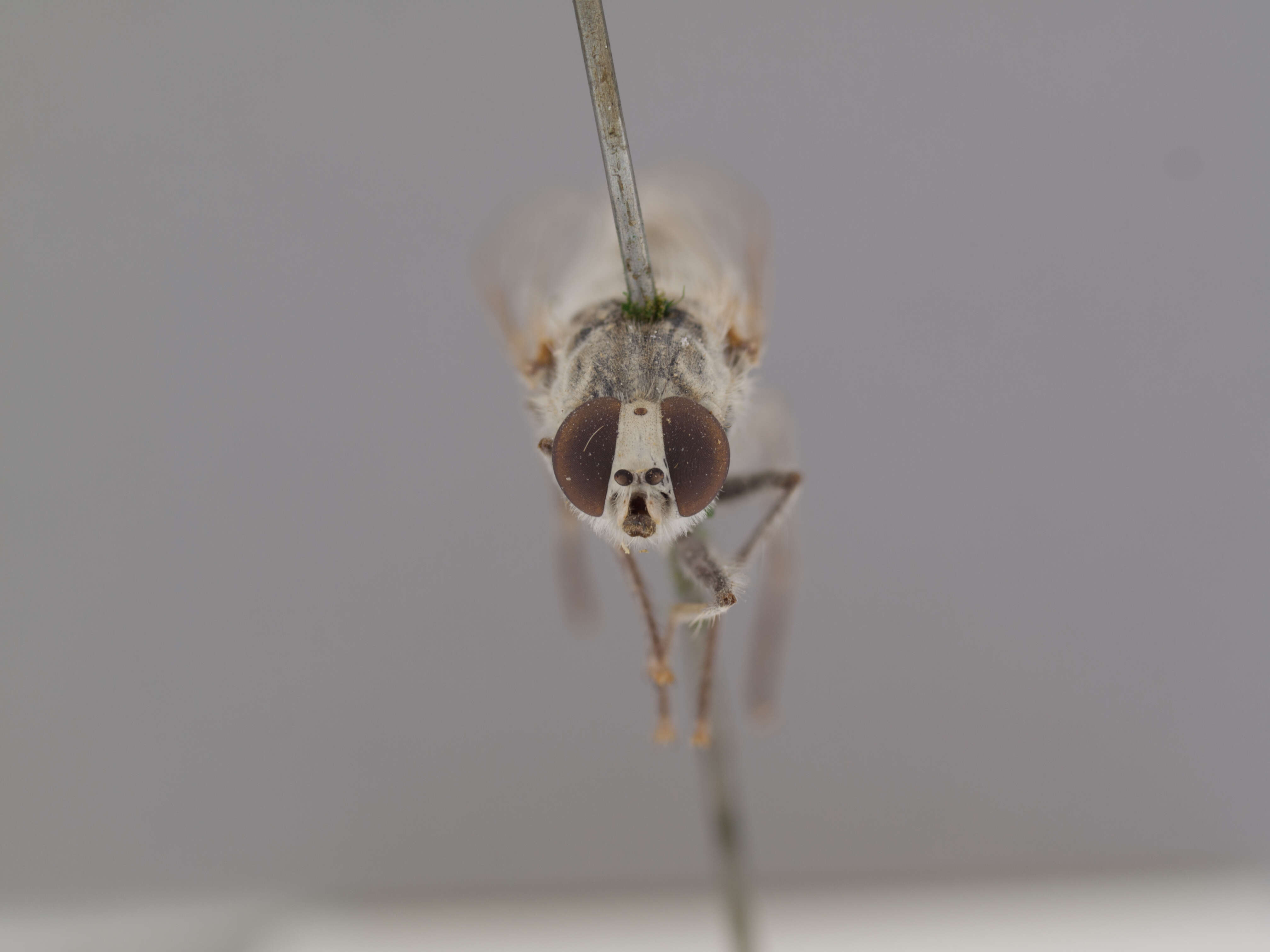 Image of Apiocera trimaculata Painter 1938