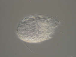 Image of Spinoloricus Heiner & Neuhaus 2007