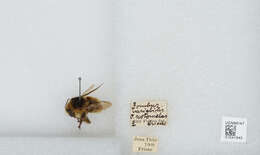 Image of Brown-banded carder bee