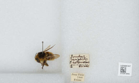 Image of Brown-banded carder bee