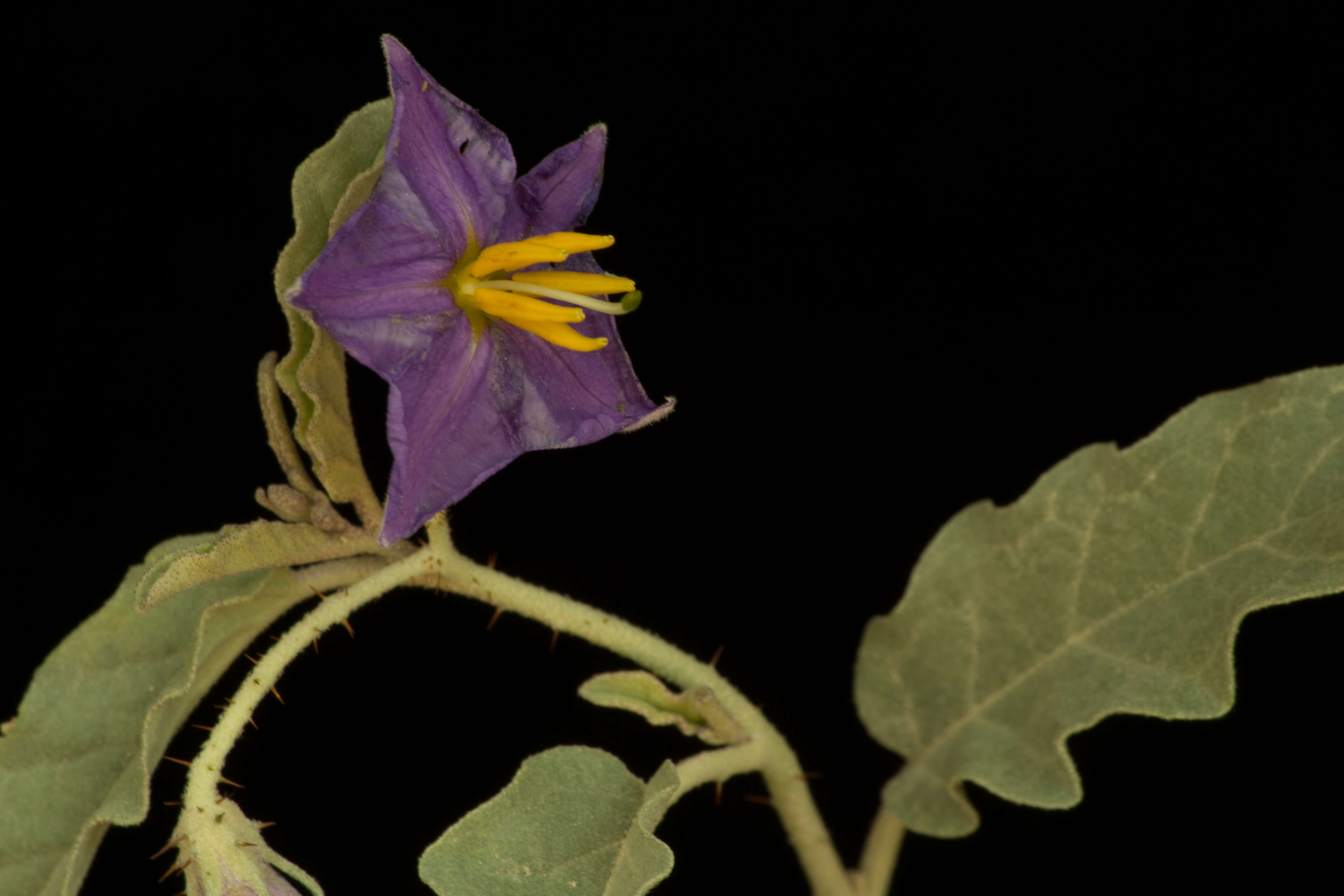 Image of silverleaf nightshade