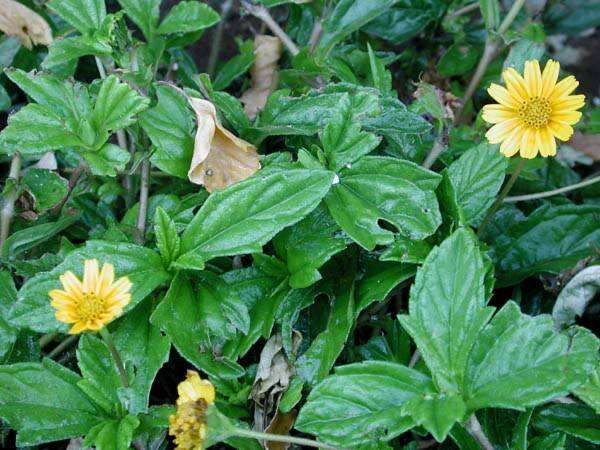 Image of Bay Biscayne creeping-oxeye