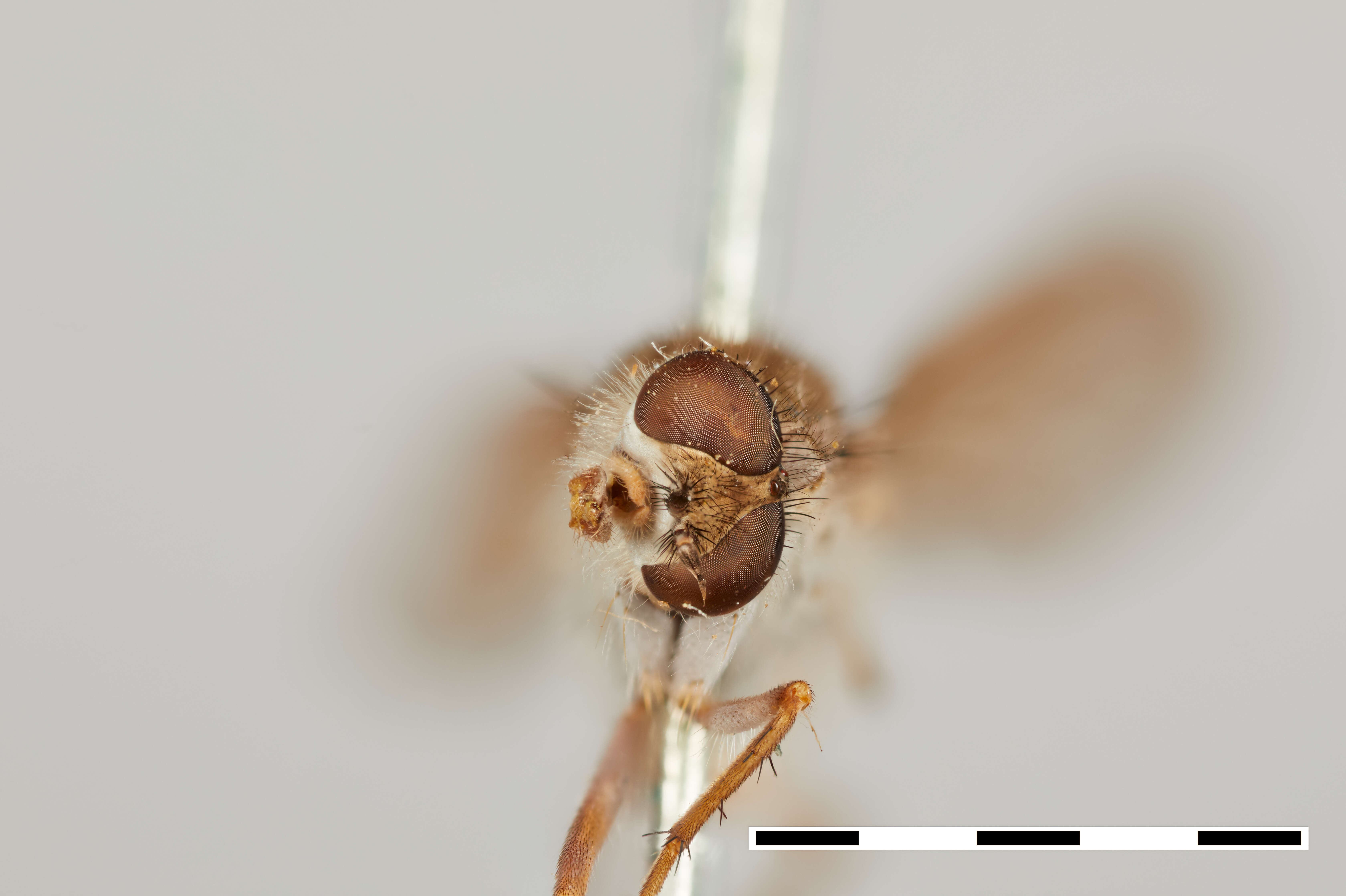 Image of Dialineura pallidiventris Malloch