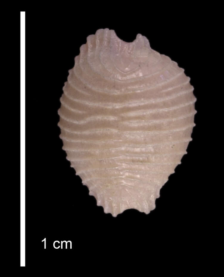 Image de Dolichupis malvabasis Dolin 2001