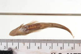 Image of Rosyside Dace