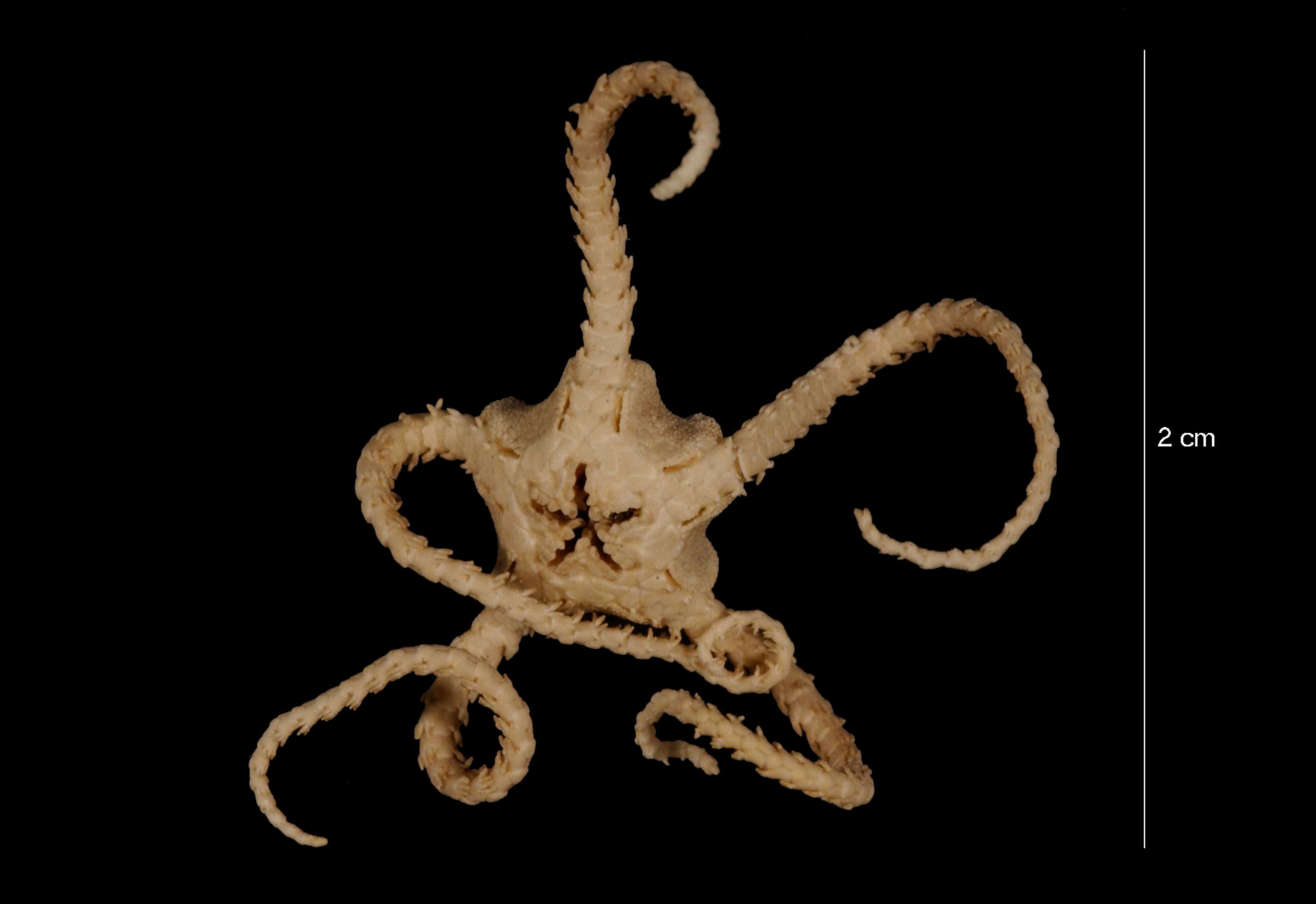 Image of Ophiochondrus stelliger Lyman 1879