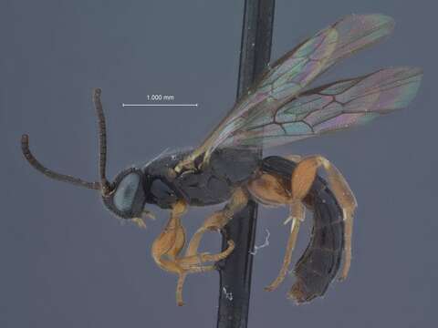 Image of Exochus stenostoma Townes & Townes 1959